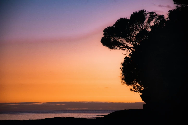 a tree silhouette against an orange and blue sunset