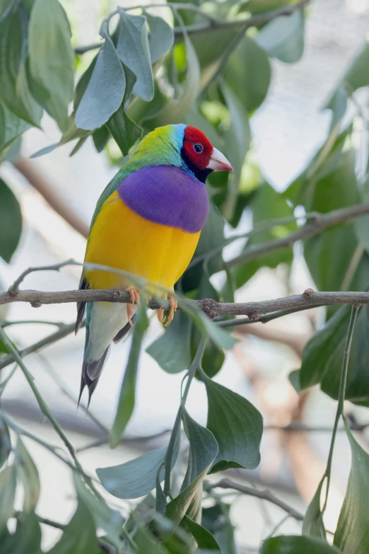 a colorful bird with red eyes sitting on a nch