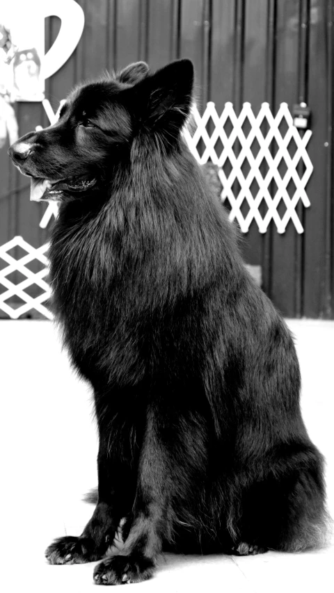 a dog sitting by a fence and a person