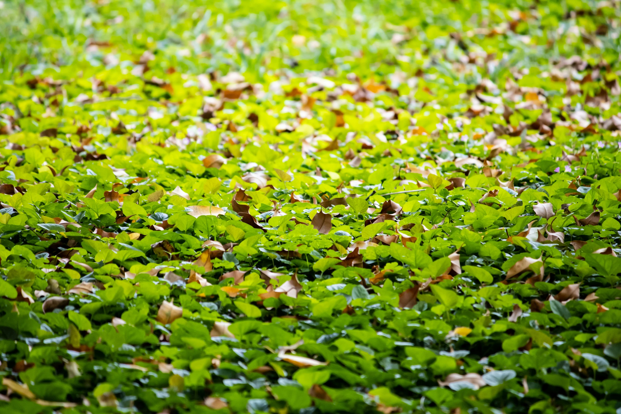 many leaves on the grass and one plant is in the middle