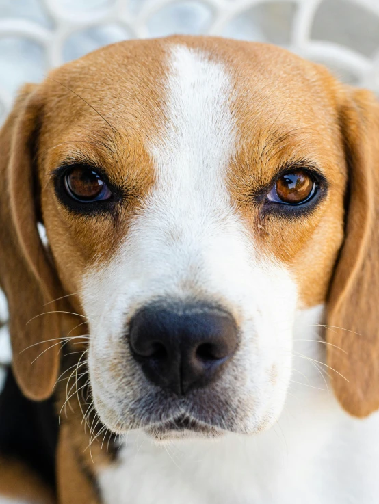 an adorable brown and white dog looking at the camera