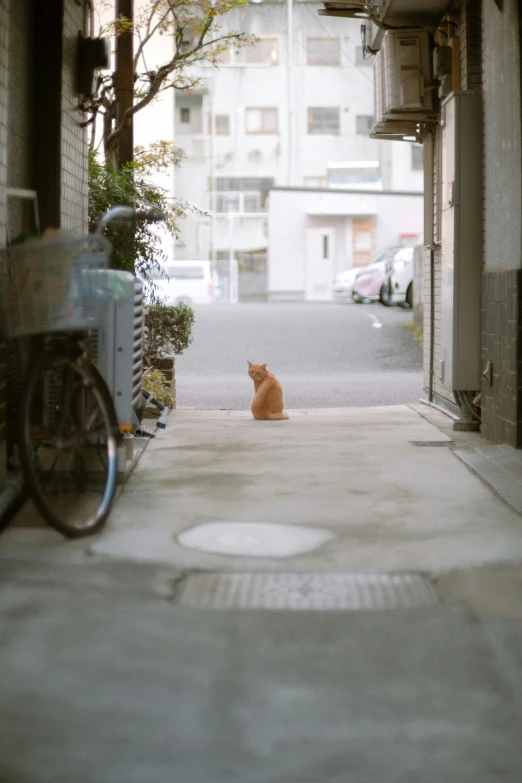 an orange cat sitting on the street next to some bikes
