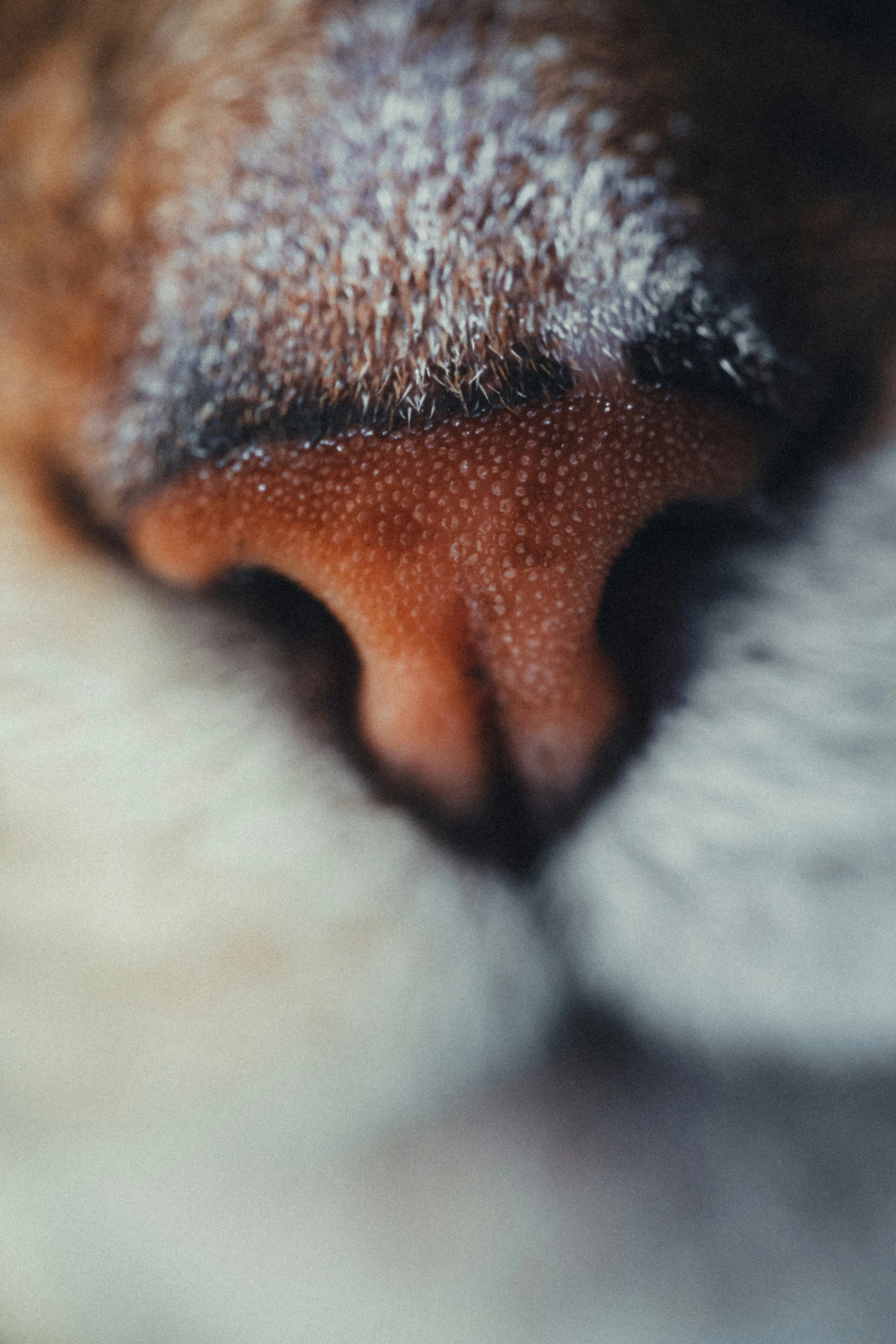 a close up of the side of a dog's nose