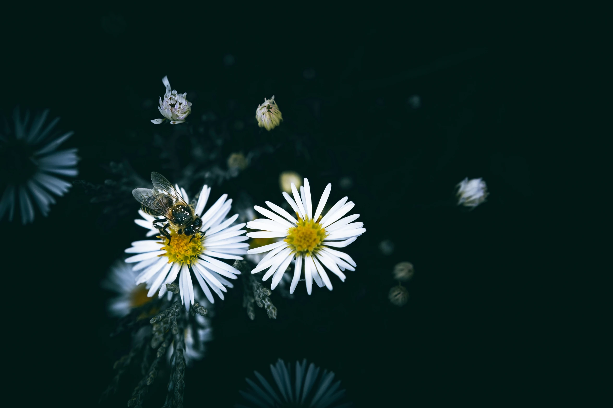 a bee is standing on a white flower