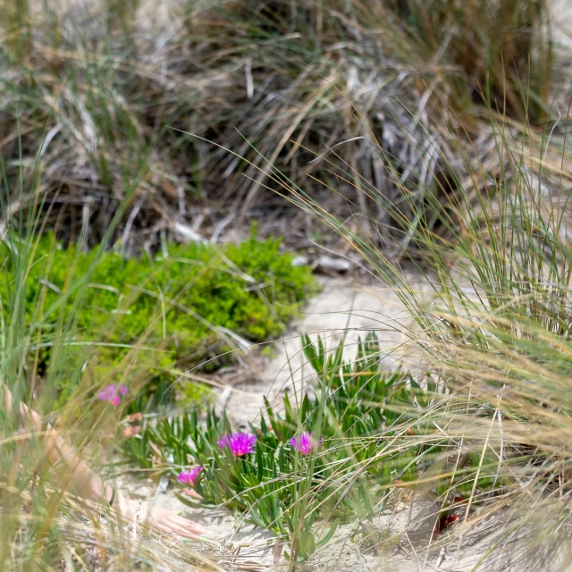 purple flowers and grass growing in an arid area