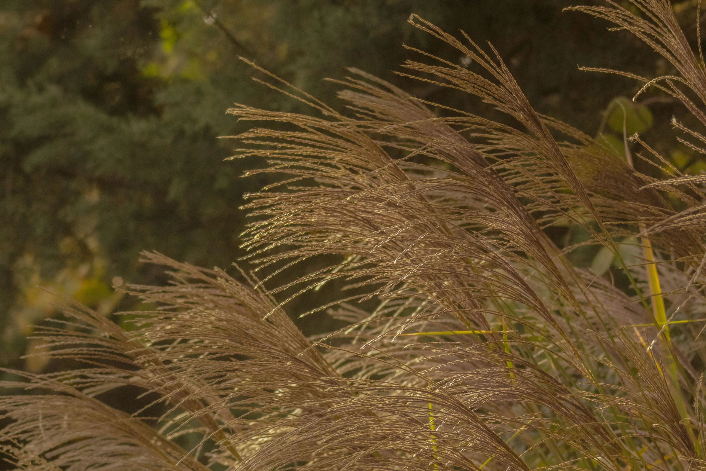 a plant is brown and very tall and it's leaves