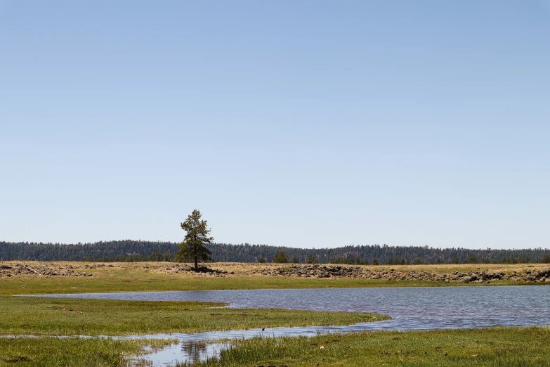 there is a tree standing on the water bank