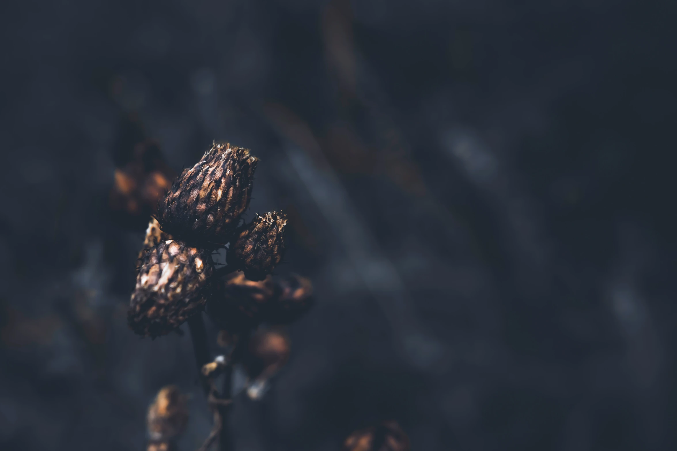 a dead flower in a dark room