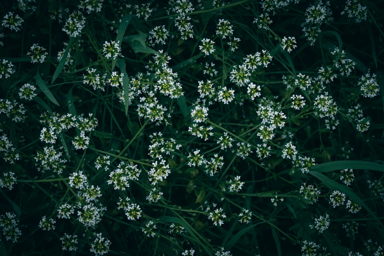 there is a very large cluster of little white flowers