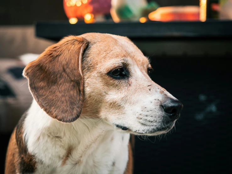 a brown and white dog standing next to a shelf