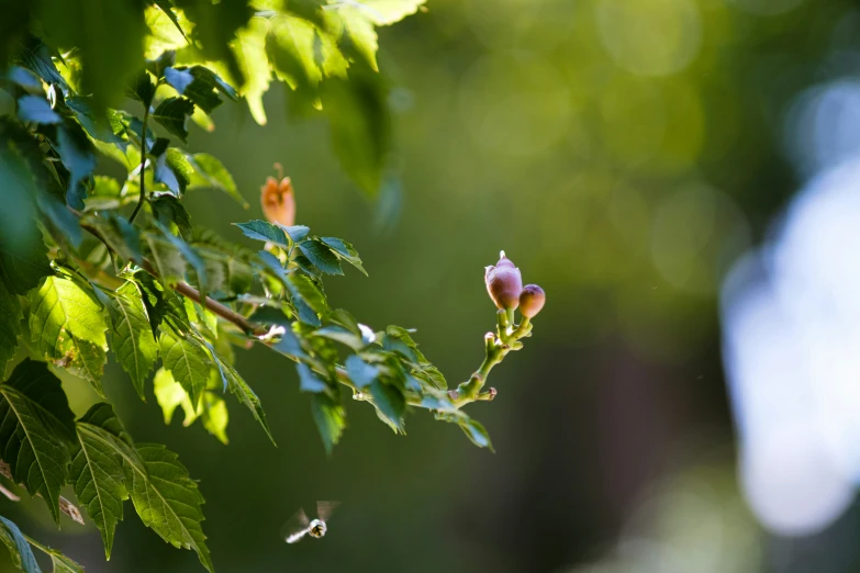 a small flower grows near some green leaves