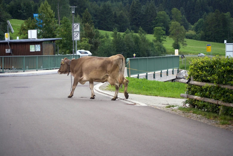 a cow is walking down a road next to trees