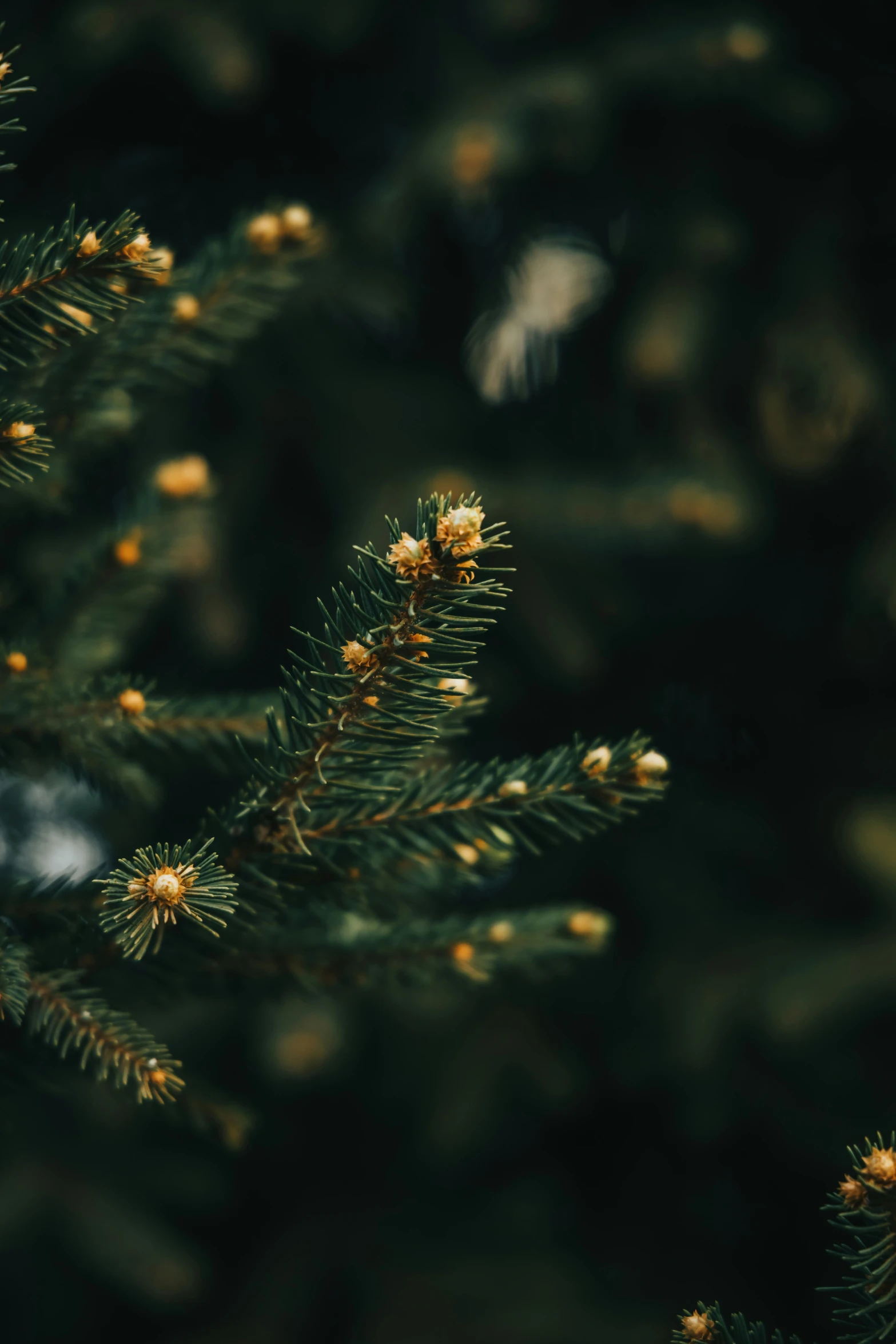 a close up view of the needles on a tree