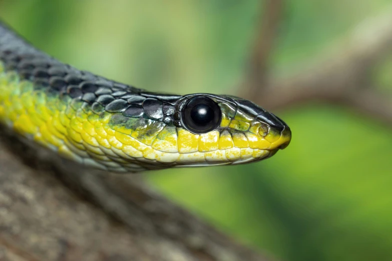 a green snake is pictured here, a close up of its head