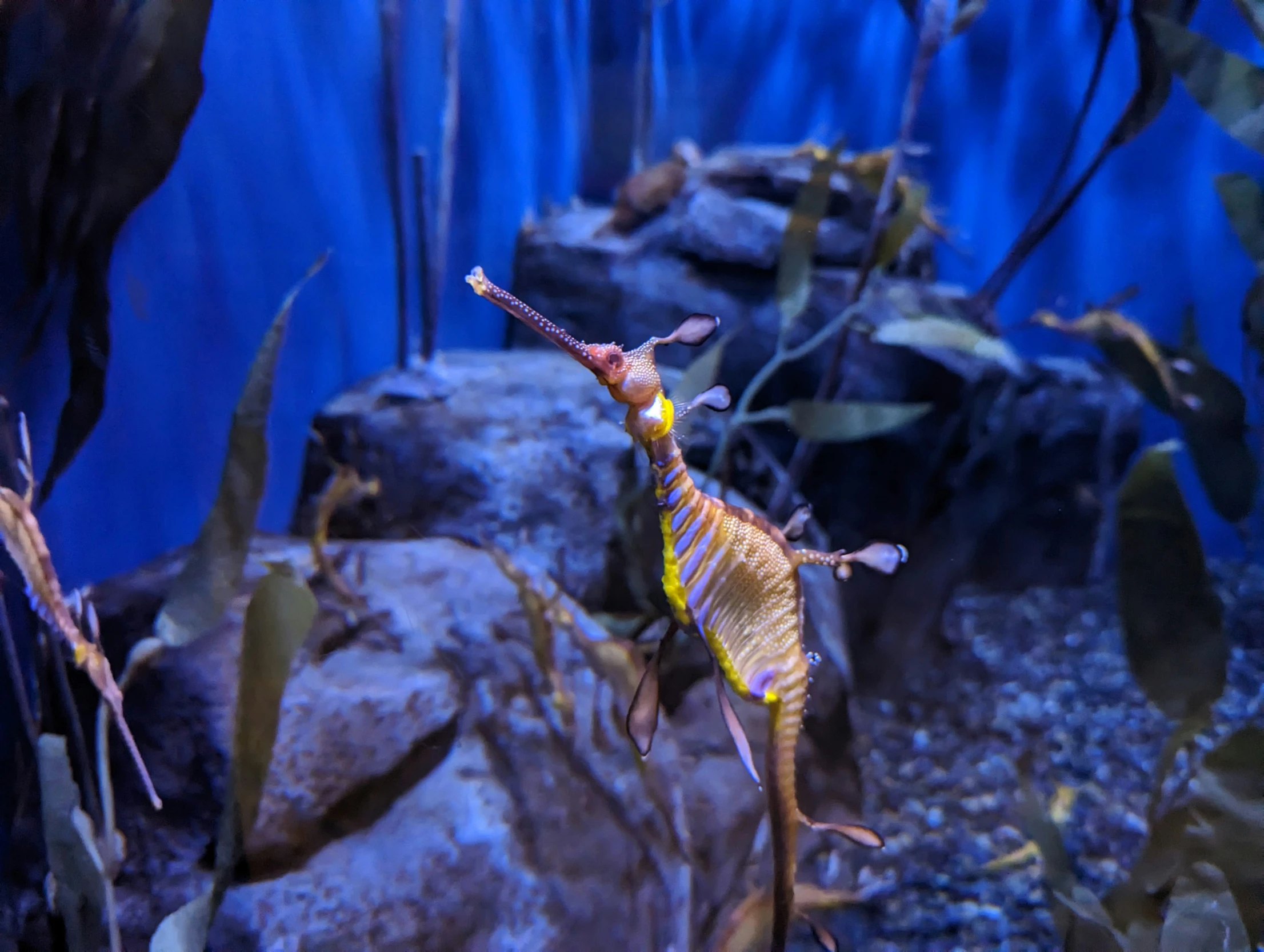 a seahorse sits on rocks next to plants