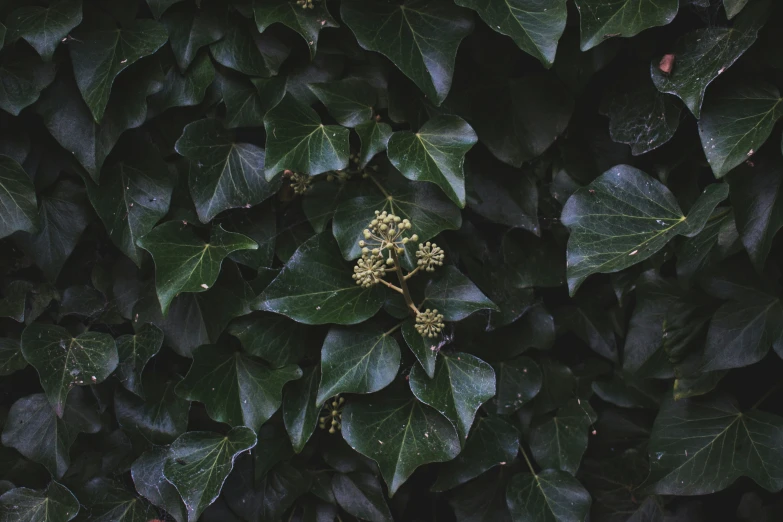 a green wall covered with leaves and small white flowers