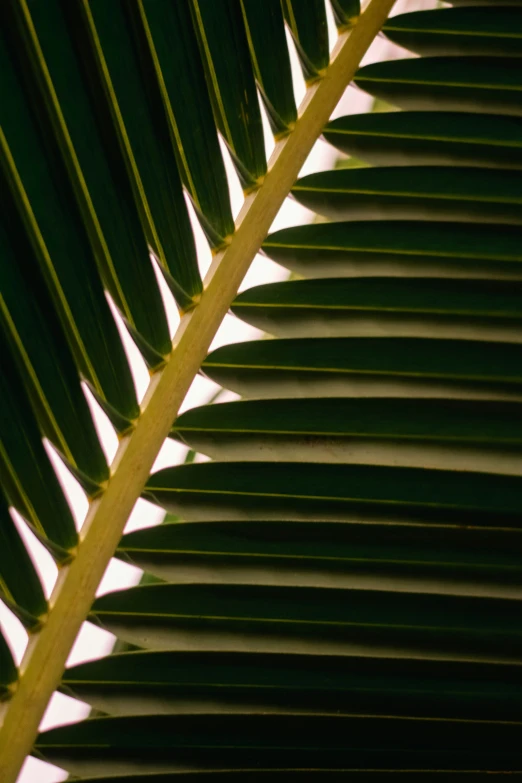 the green leaves of a banana plant