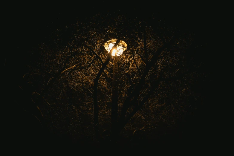 the silhouette of a small light in a dark forest