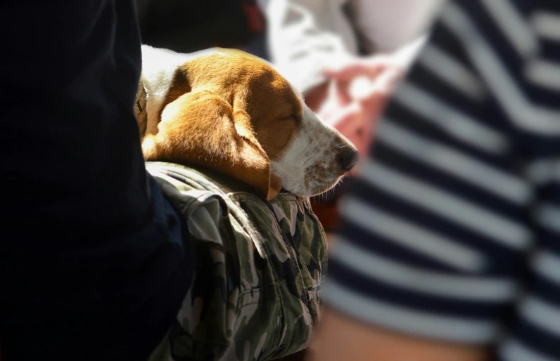 a beagle dog asleep on a backpack in the sun