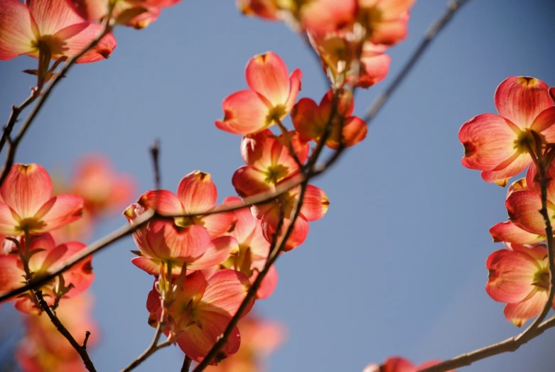 pink flowers with yellow tips on them against a blue sky