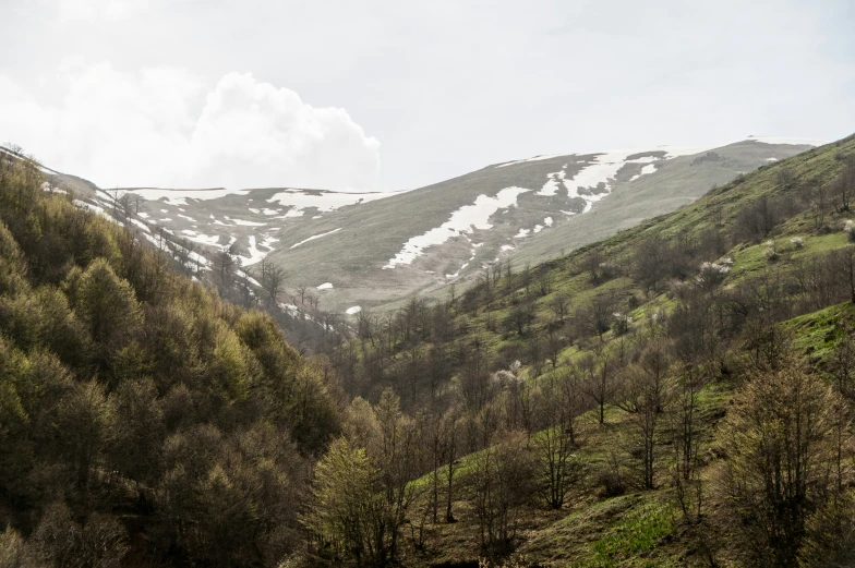 some mountains covered in green trees and snow