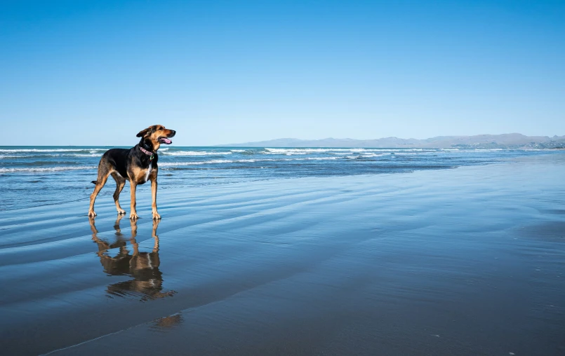 dog standing at the end of the beach on a sunny day