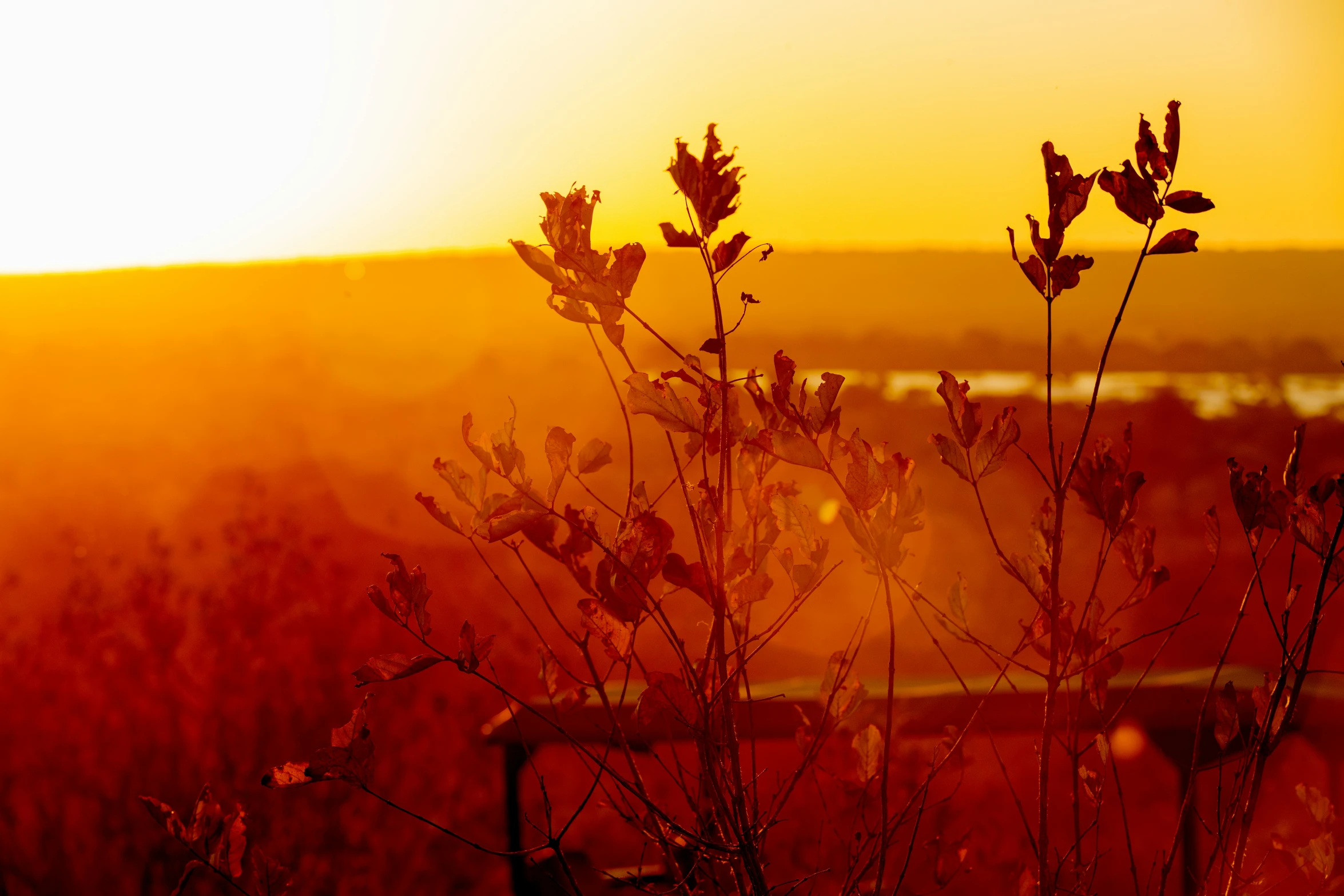 the sun setting over a field with a bush growing in the foreground