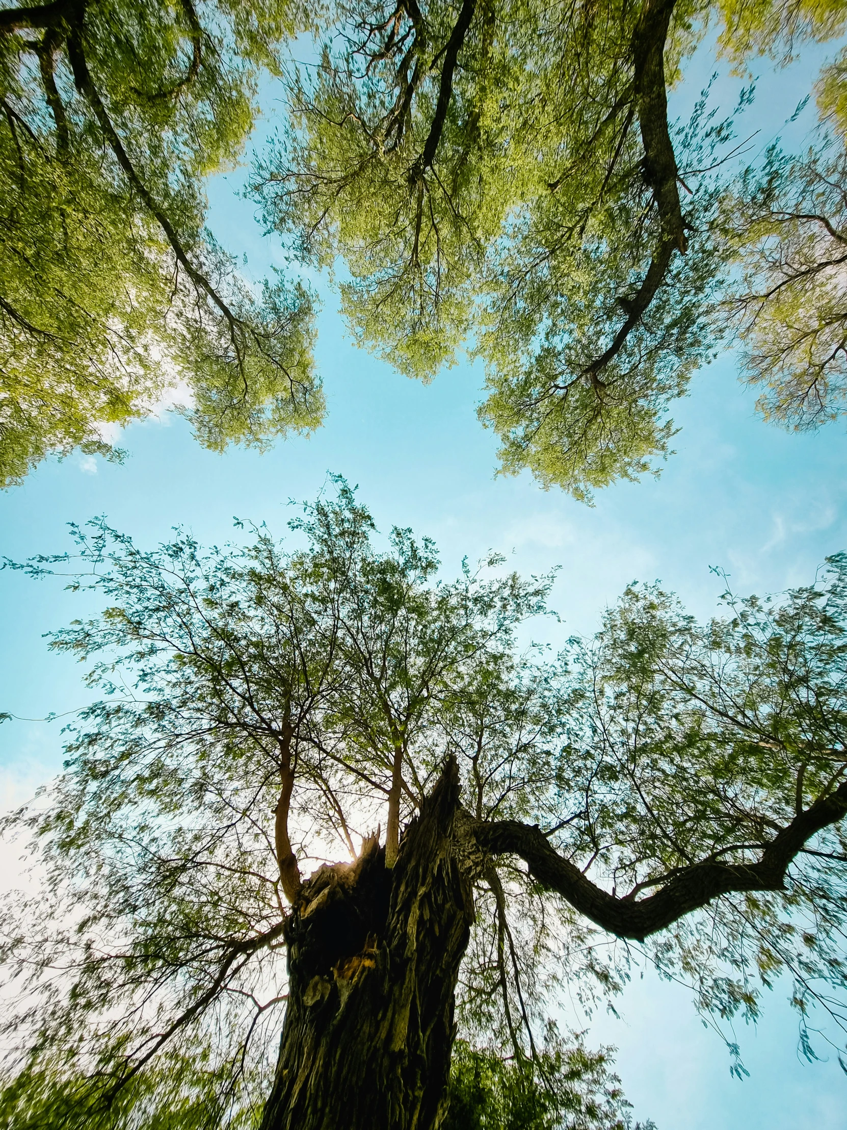 an image of a tree looking up into the sky