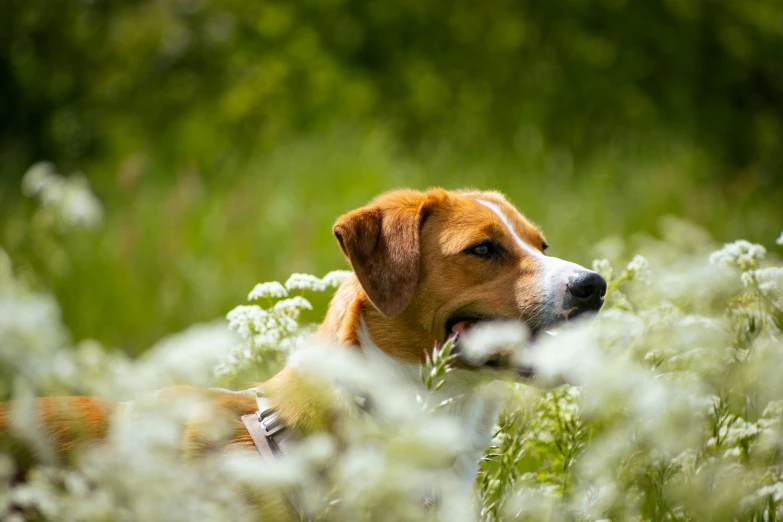 a brown dog laying in a field of tall grass