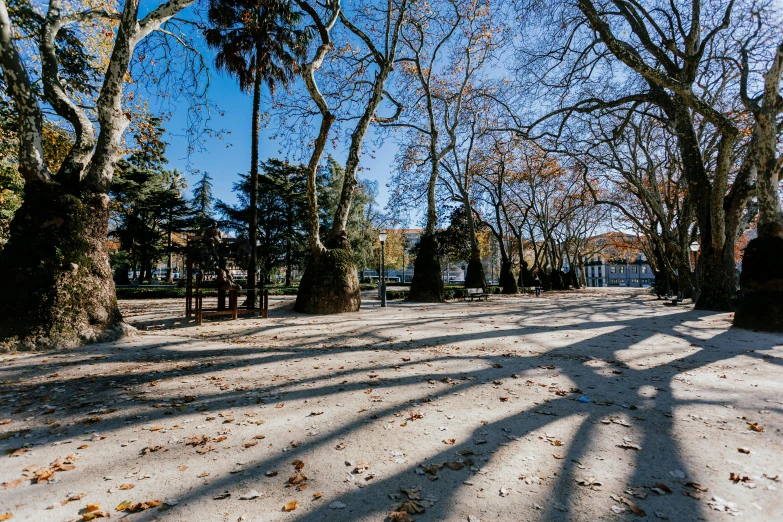 an empty road in a park with lots of trees