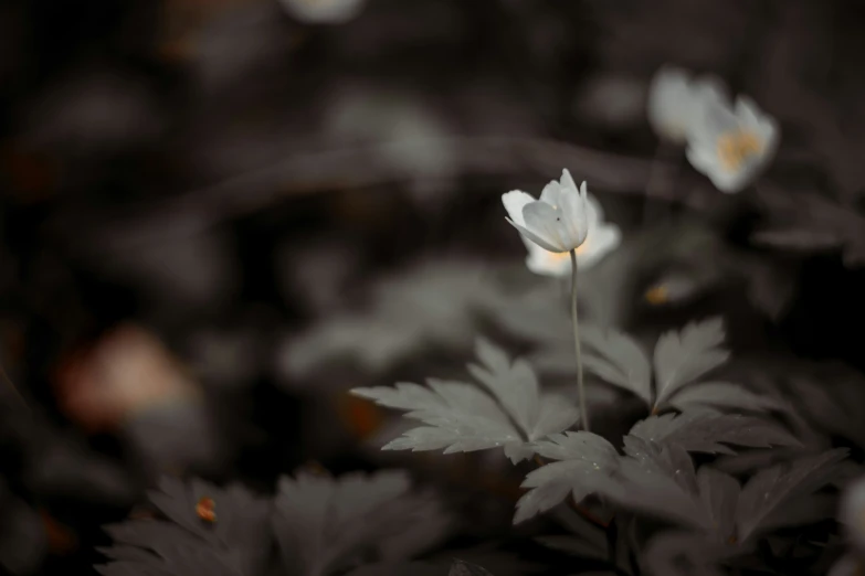 some white flowers are growing next to each other