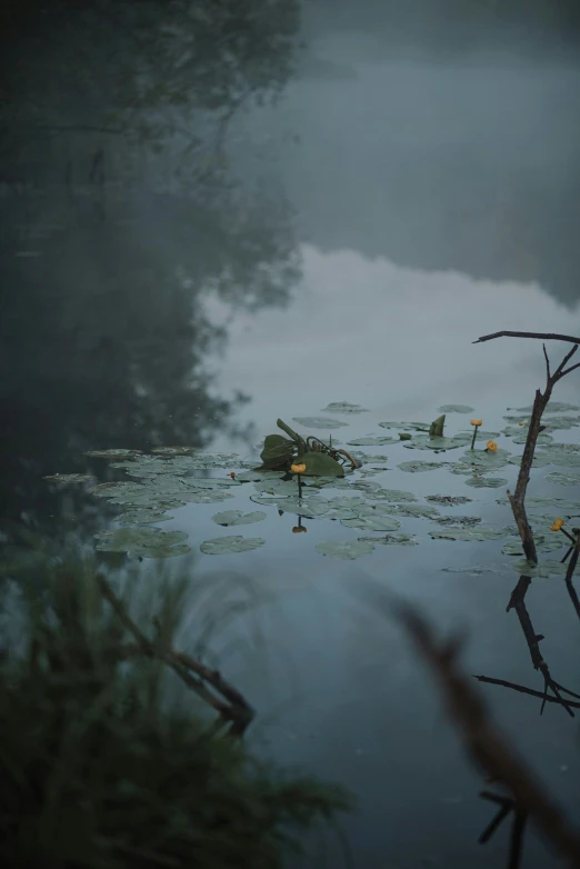 a bird standing in the middle of some water