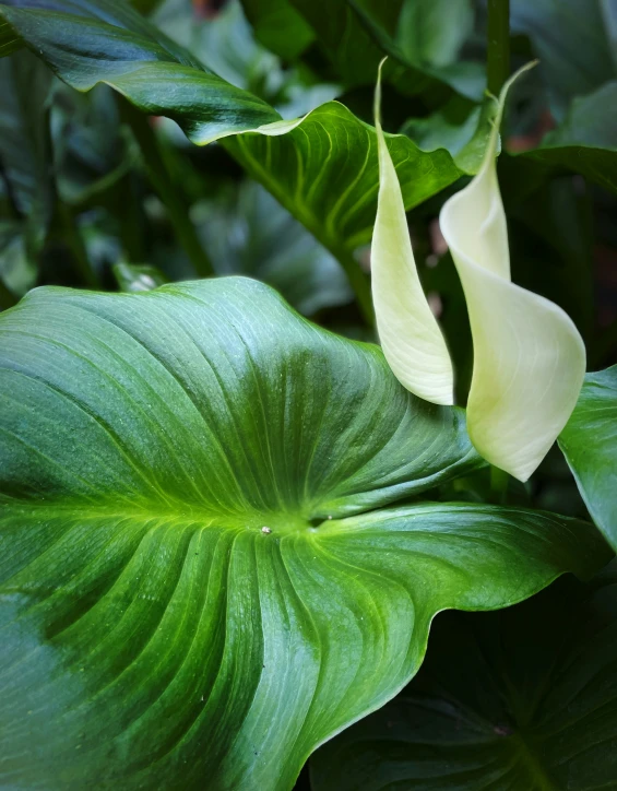 green leaves and flowers are in blooming plants