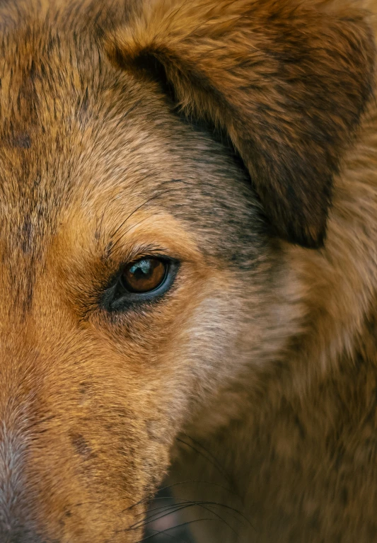 a close up of the eye of a dog