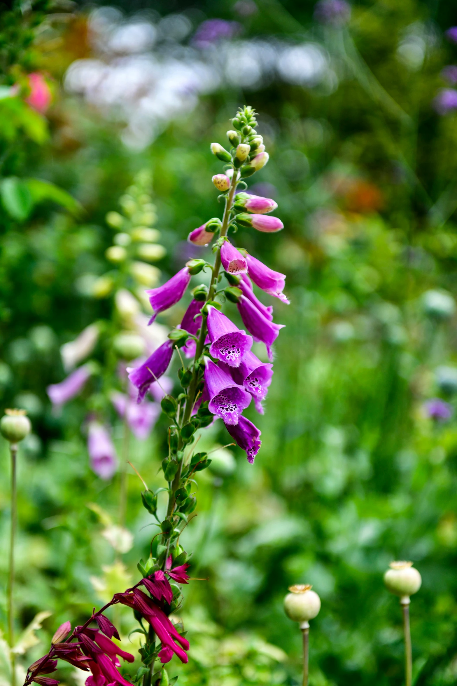 a group of purple flowers with green leaves