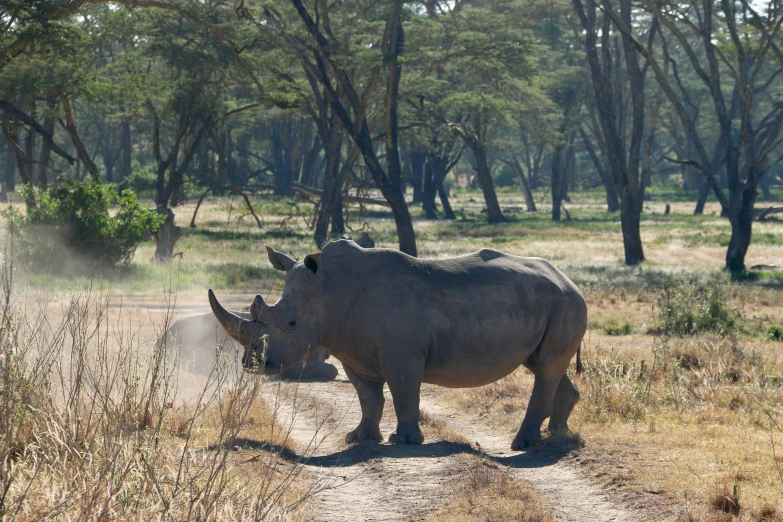 a rhino standing in the middle of the road