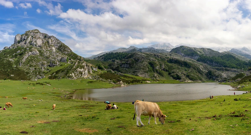 there are cows grazing in the grass near the water