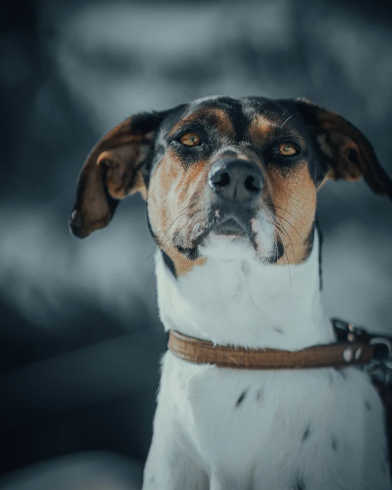 a dog stares ahead with an intense look on its face