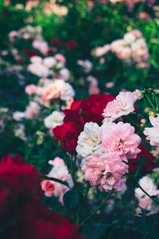 a colorful group of flowers with a blurry background