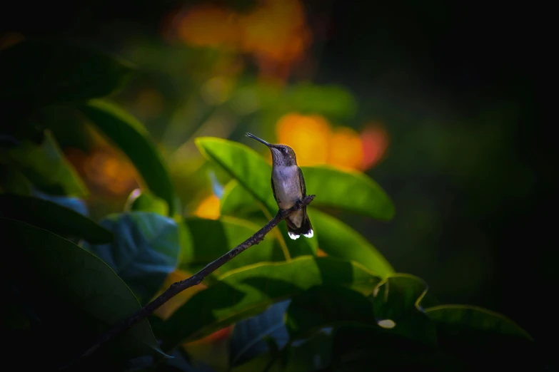 the small hummingbird is perched on a tree nch