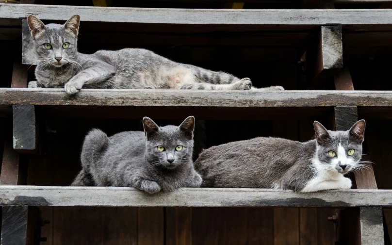 three cats sit on the ledge of a wooden building