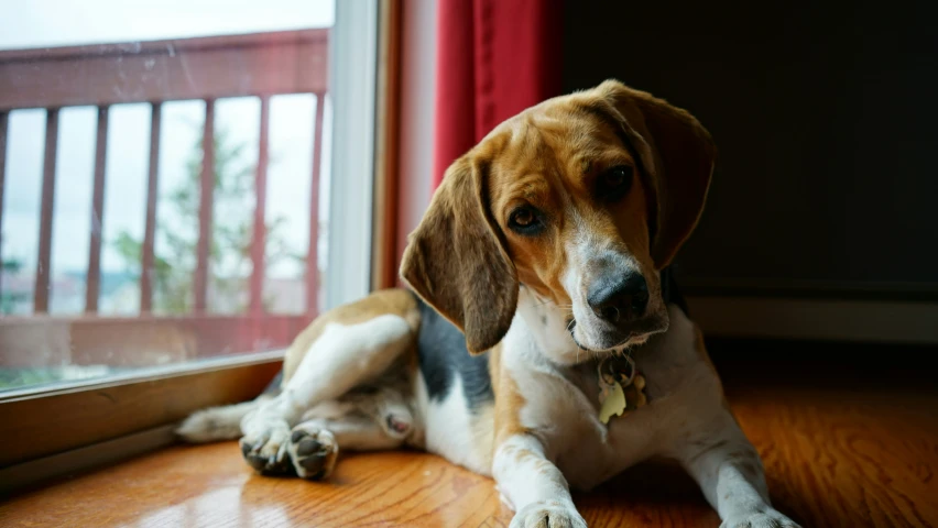 the beagle dog is sitting next to a window