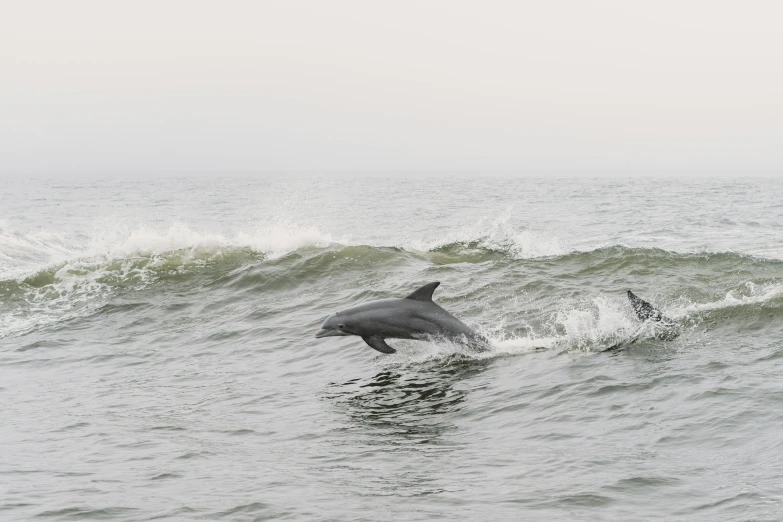 a large dolphin is leaping out of the water