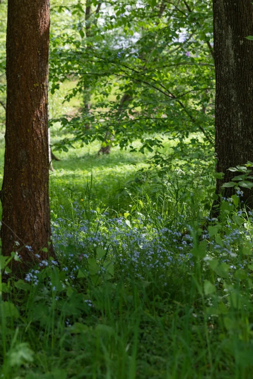 two trees stand in the middle of the woods