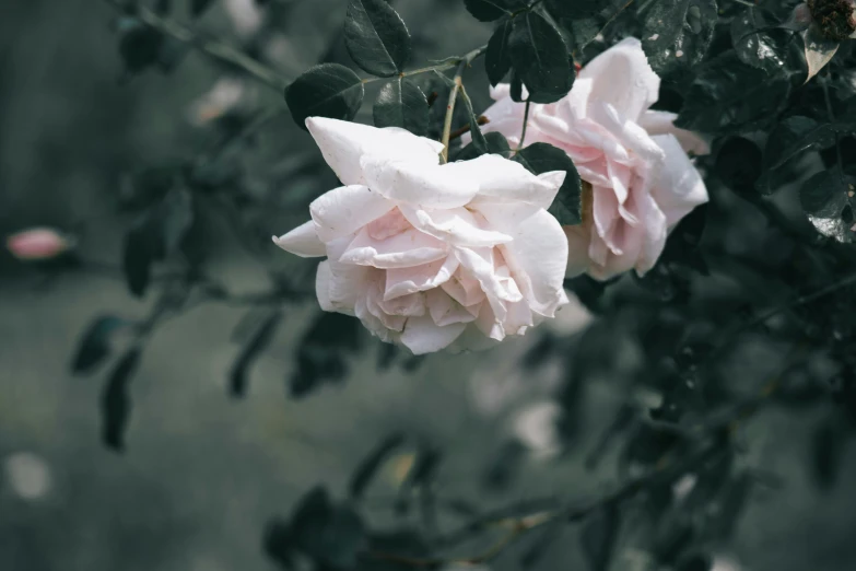 flowers with buds are blooming near the camera