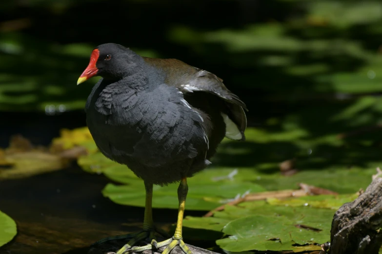 a bird with red head and tail standing on a lily pad