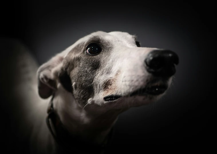 a white and black dog looking up into the camera