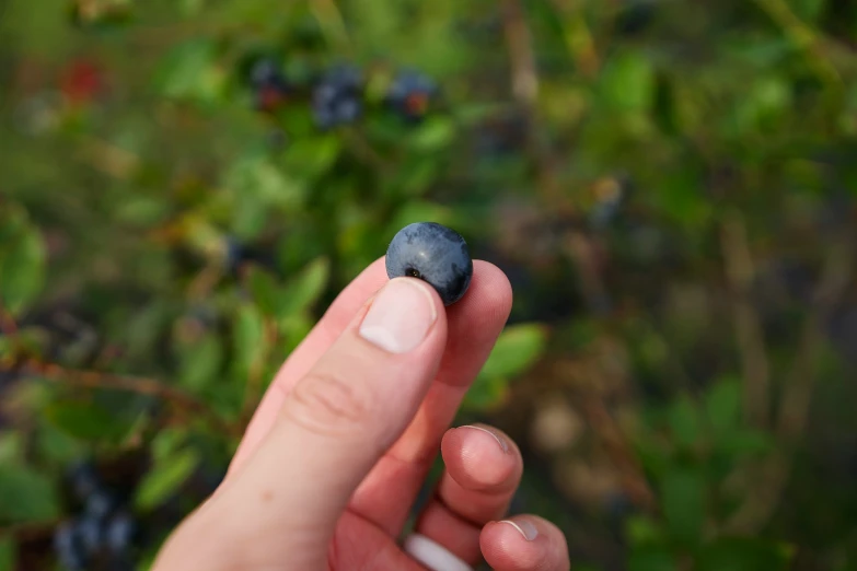 a small blue object with some sort of blueberry on it