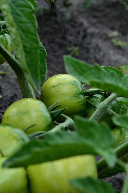 the green tomato plants and other things are in the garden