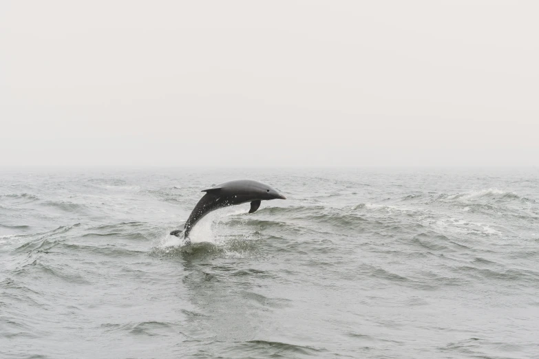 a single dolphin splashing in the ocean with its head sticking out